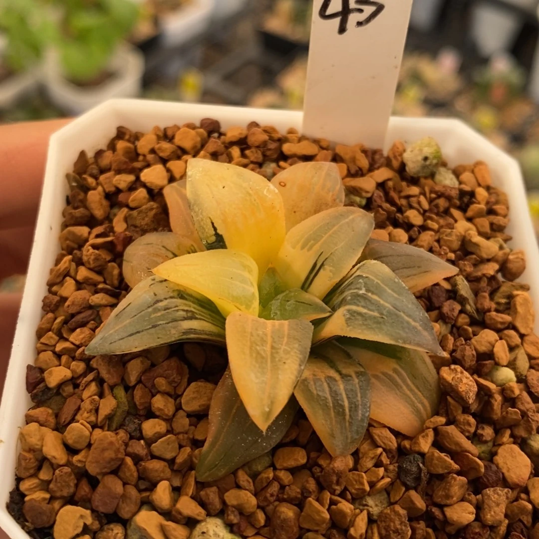 43号红文寿锦带盆