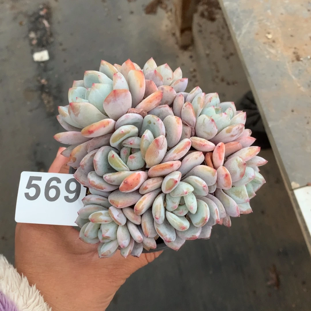 569橙子多肉植物