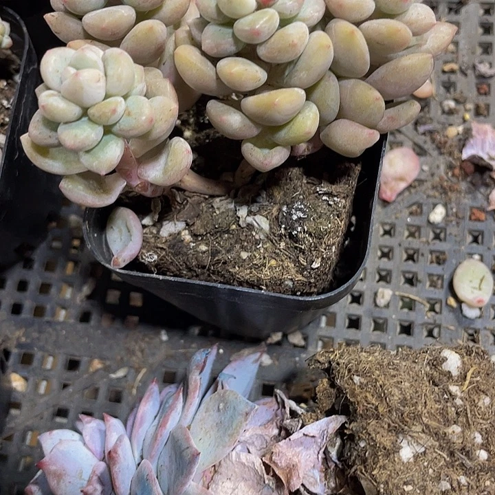 泡泡糖老桩群带盆