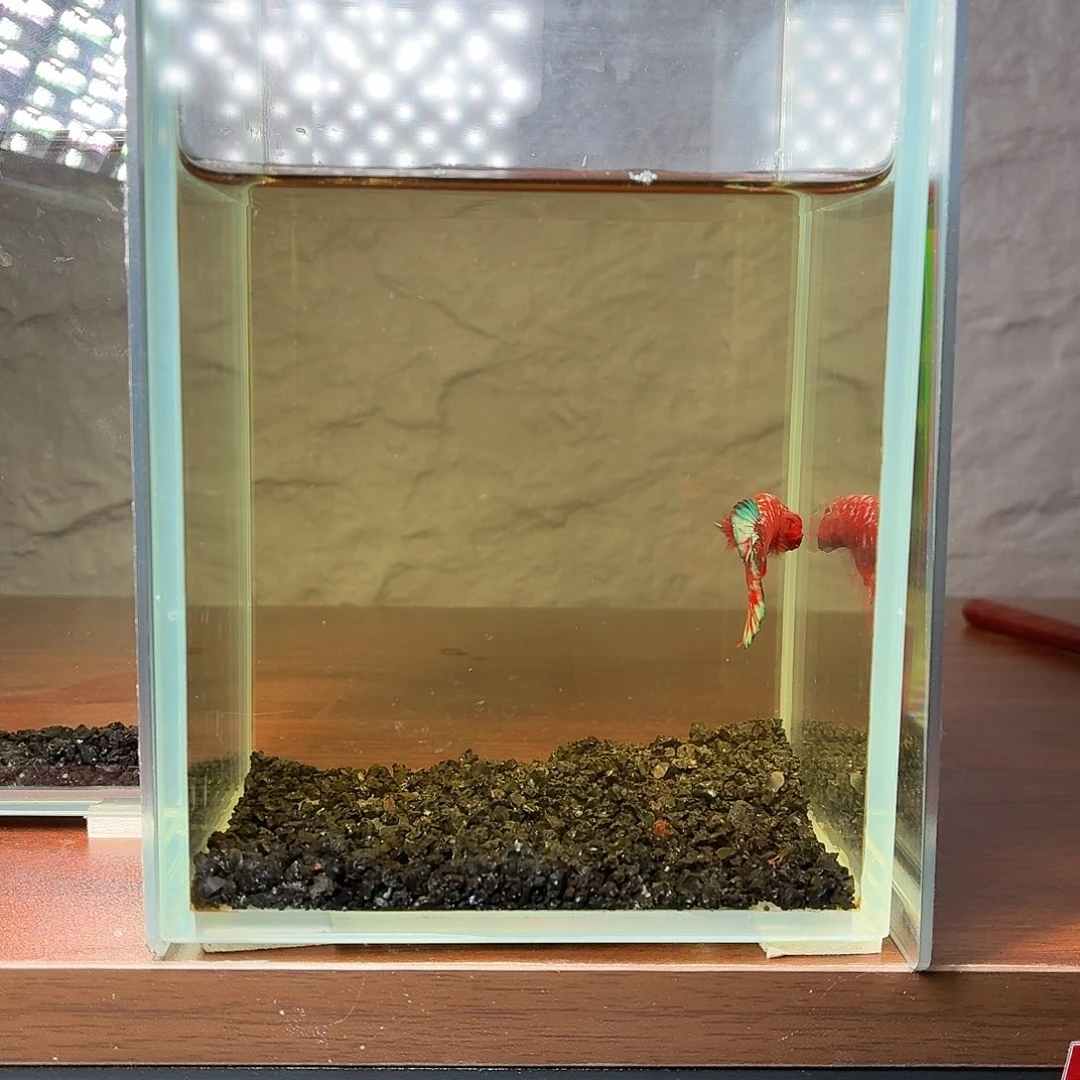 斗鱼彩金将军公鱼