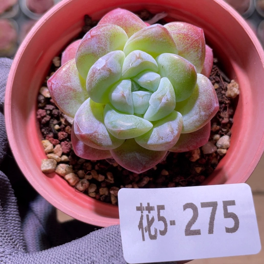 花利美 5-275冰玉