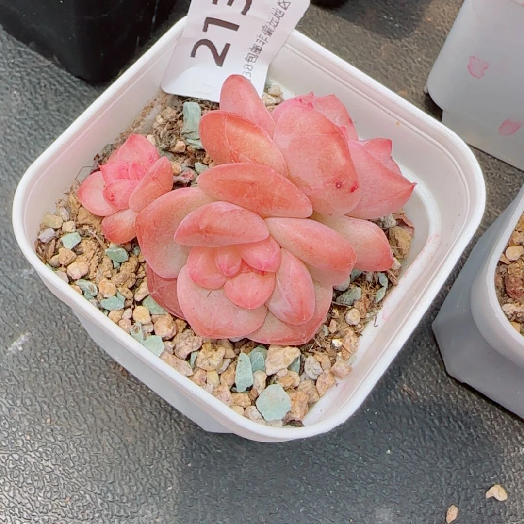 琥珀，213多肉植物