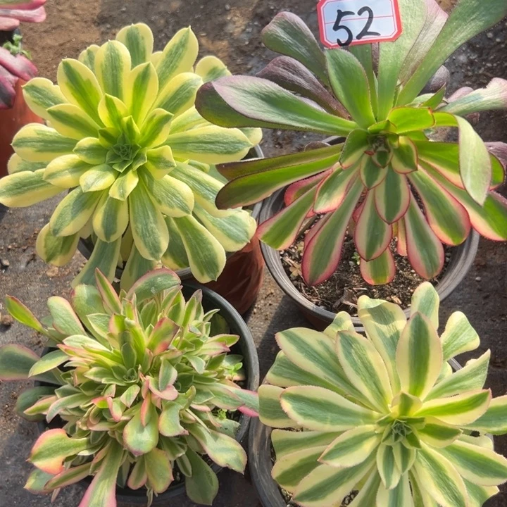 多肉植物52不售后