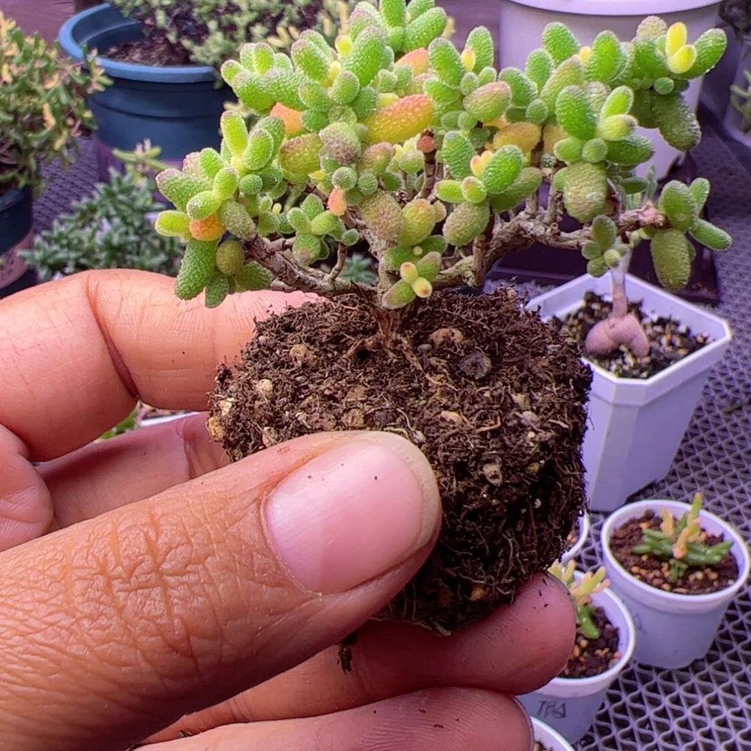 多肉植物枝干糖球黄锦