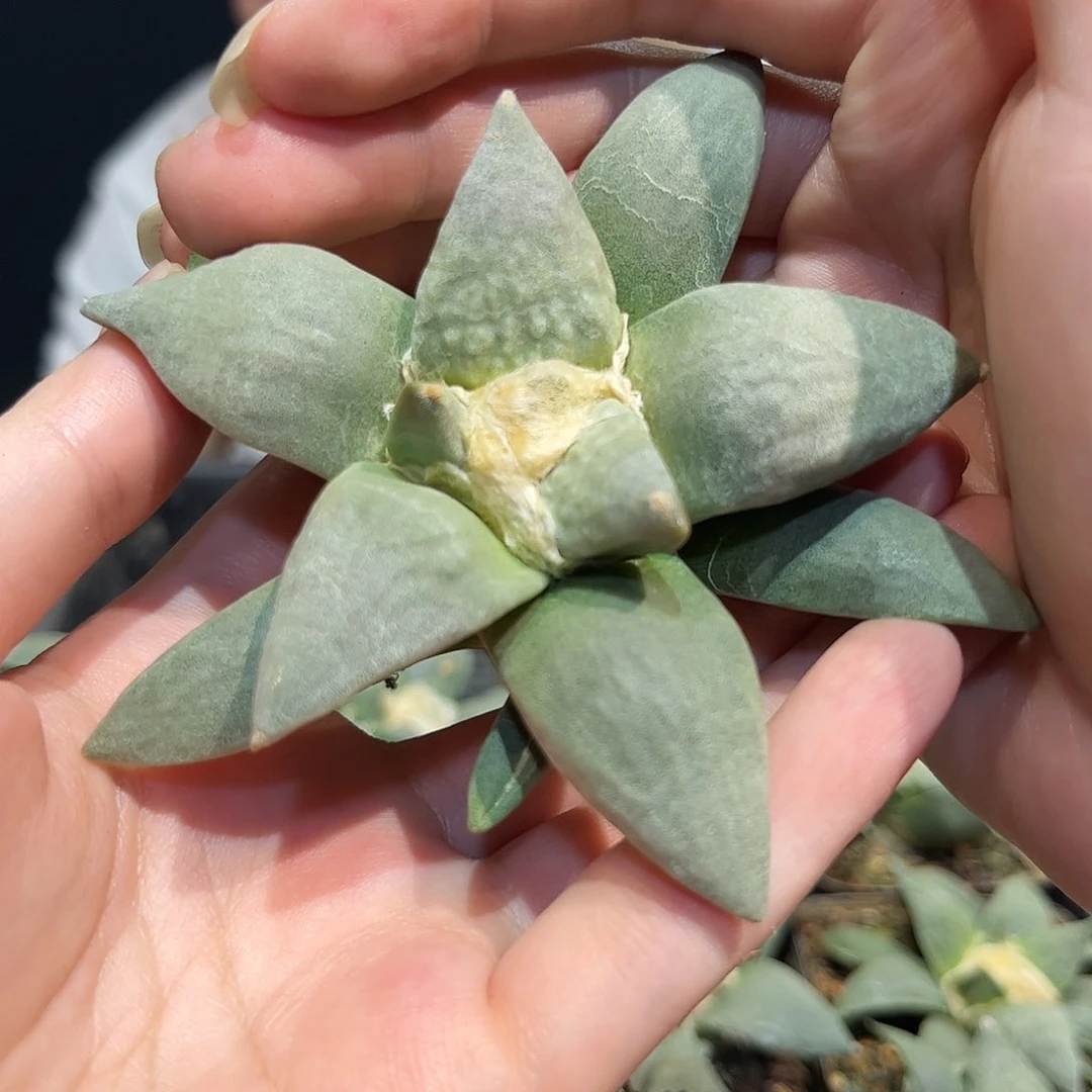 9cm实生怒涛牡丹萝卜根