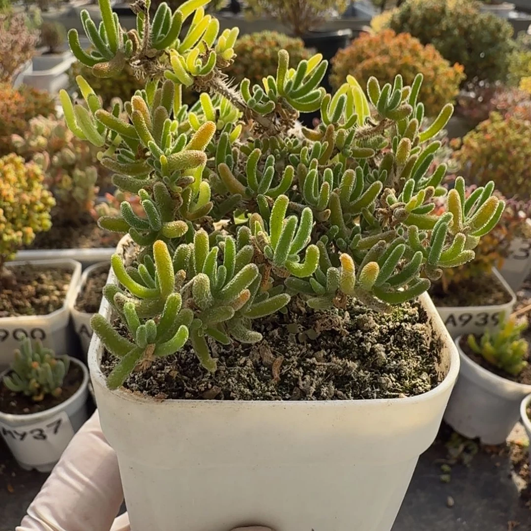 A951荧光兔锦枝干