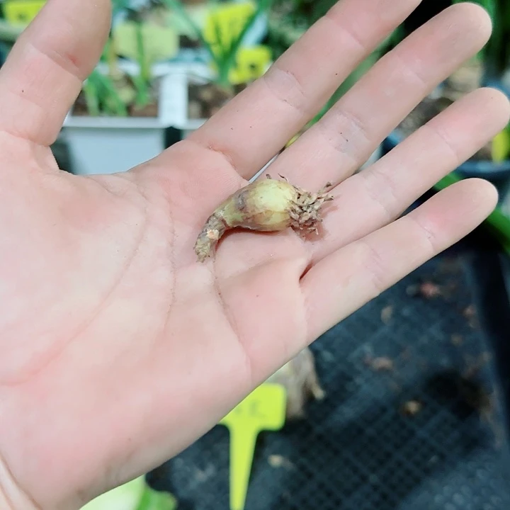 双凤蝶1cm，干球发货