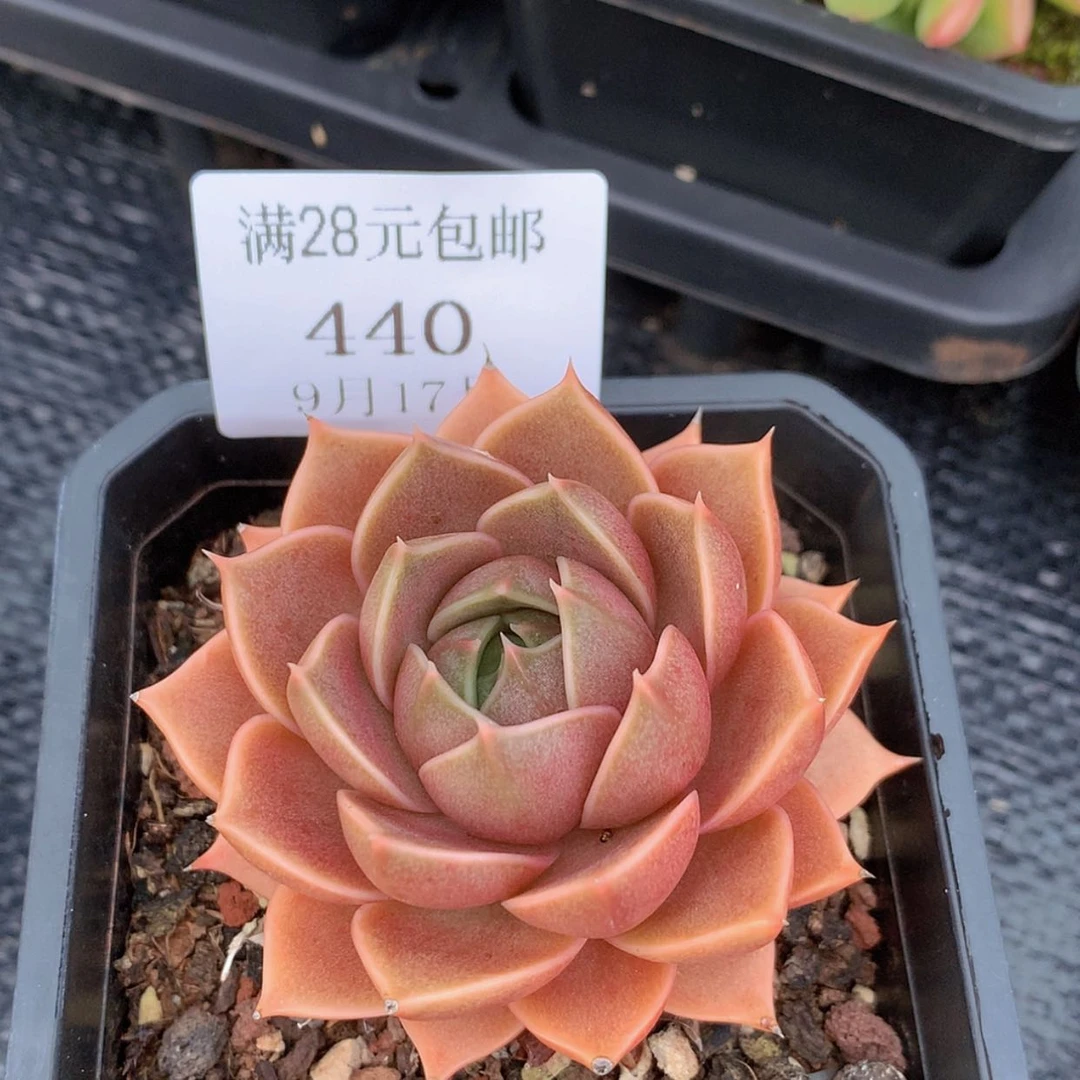 【闪购商品】云440号