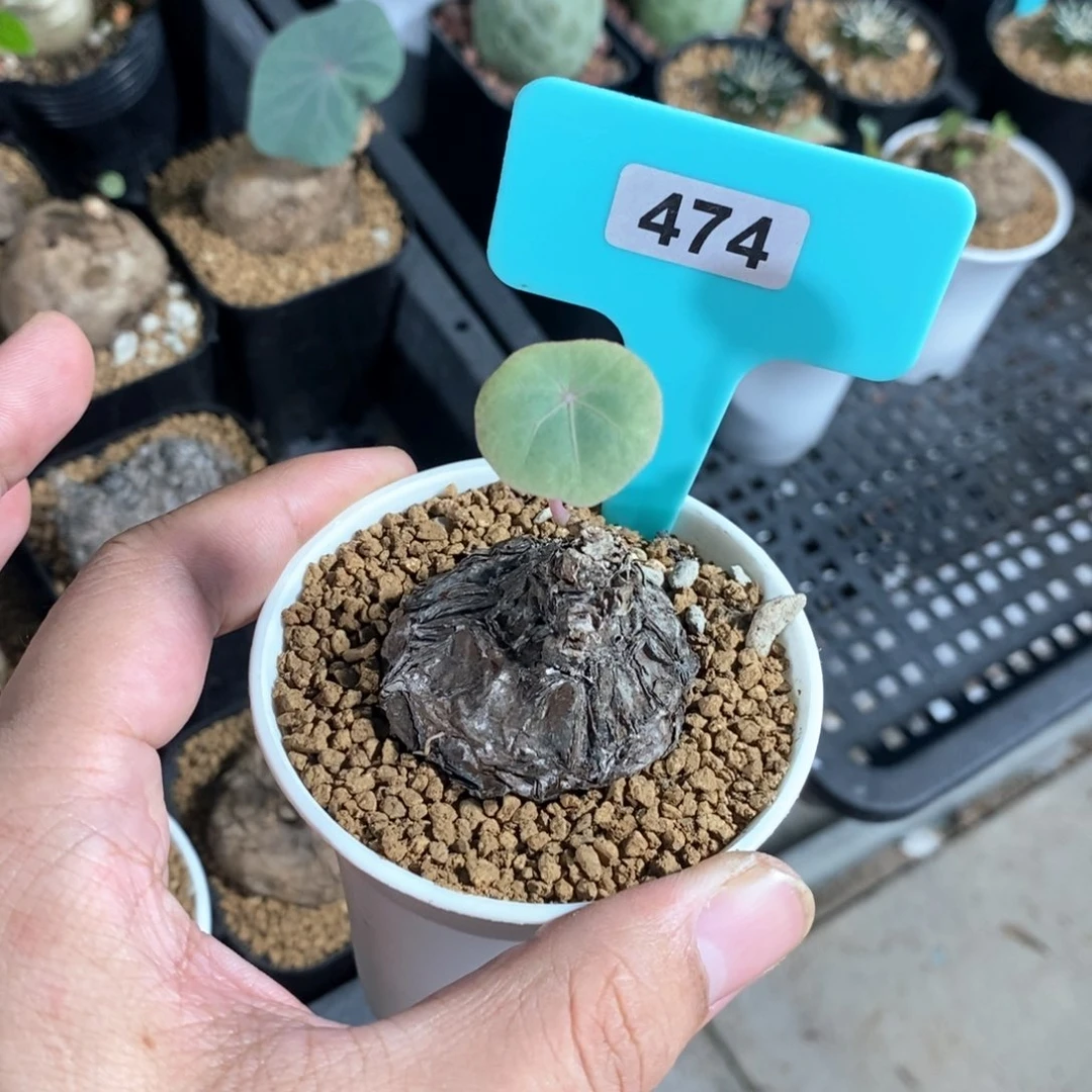 一叶龟多肉植物一个