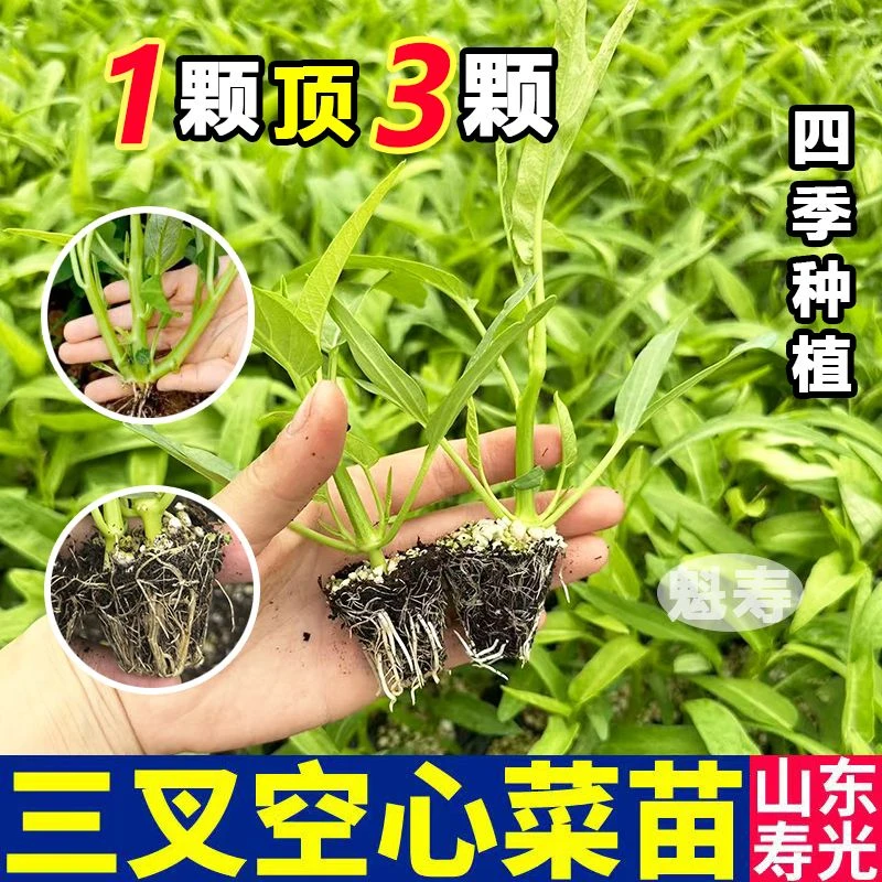 四季空心菜苗耐高温三叉高产小竹柳叶空心菜秧苗带根带土盆栽苗子
