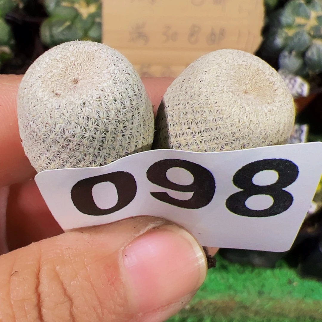 无花朵两颗实生小人帽098