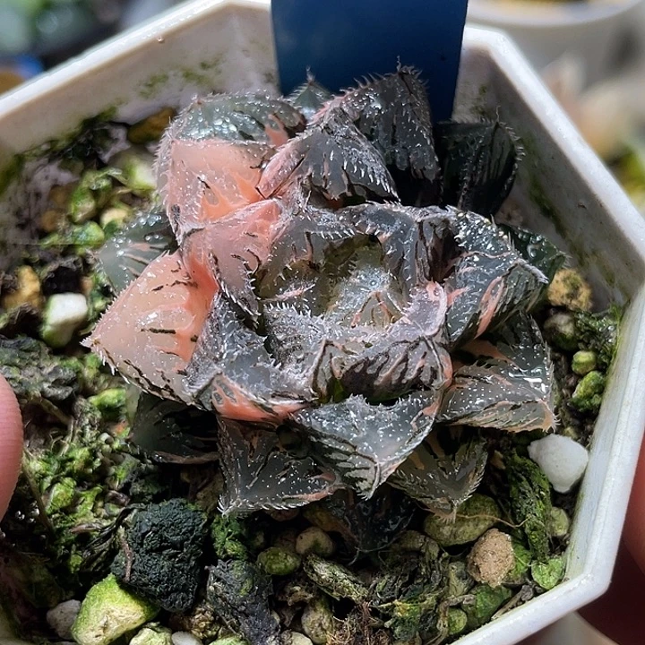 773粉黛锦特选度老师