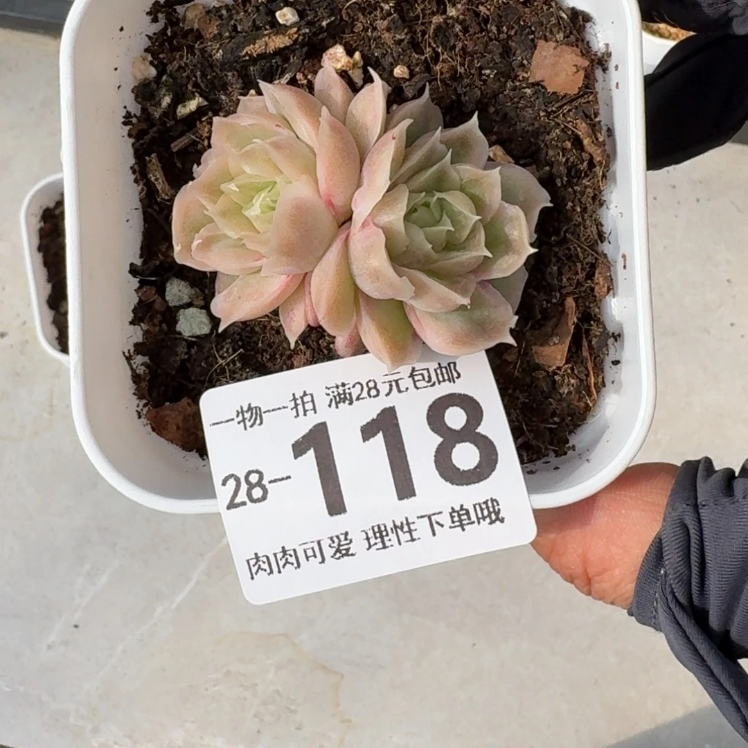 水晶虾饺无盆土发货无