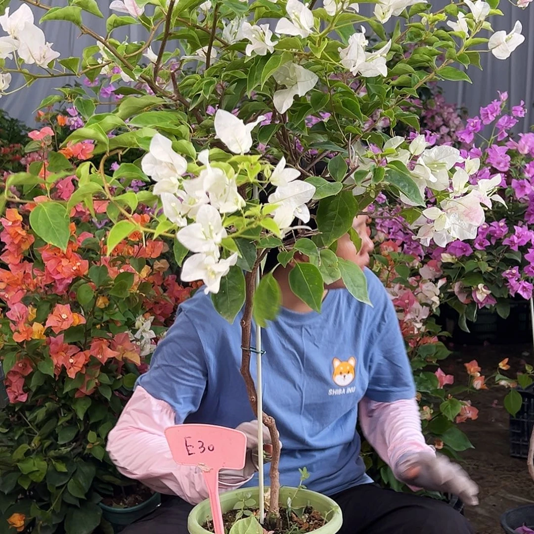 俞***凤大部分花苞少量开放E30广