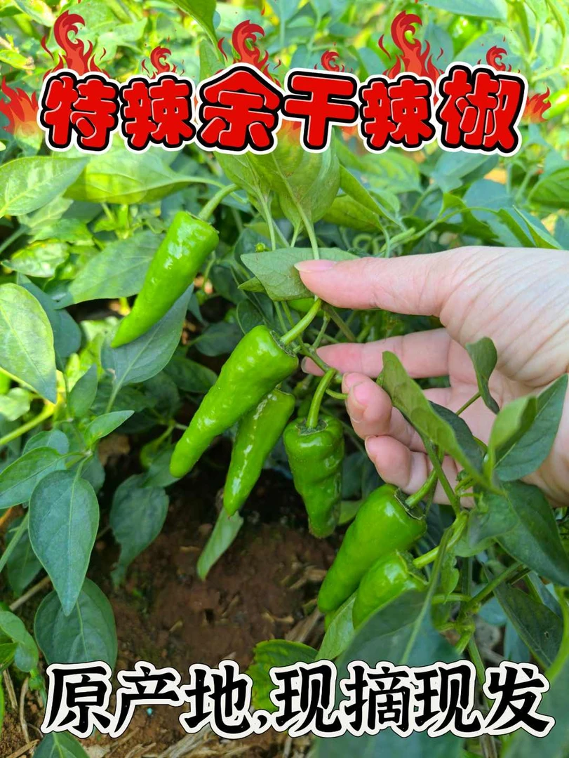 余干辣椒头茬原产地鲜小青椒新鲜蔬菜优质农产品特辣特辣辣椒新鲜