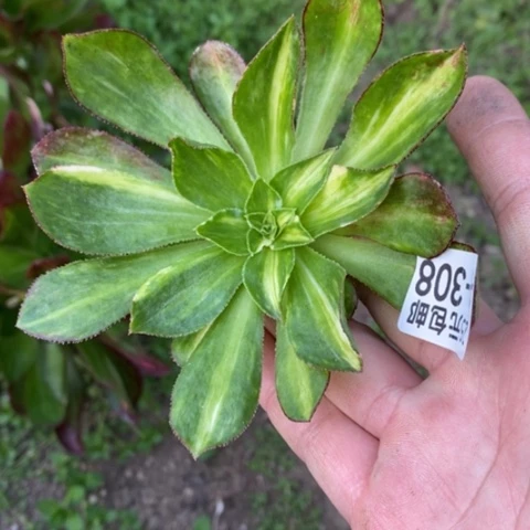 308魅影七彩砍头满25包邮多肉