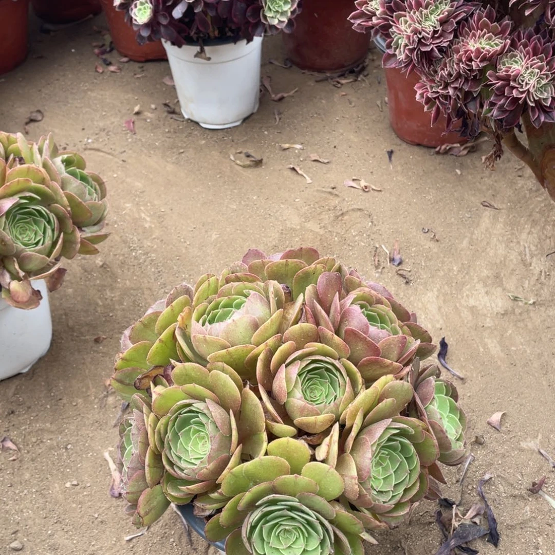 299沙拉碗多肉法师断枝不包