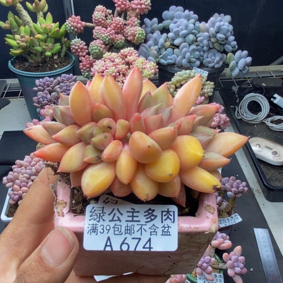 674象牙奶朵朵缀多肉7c m