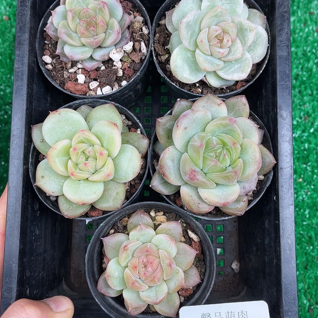 多肉一物一拍10-152