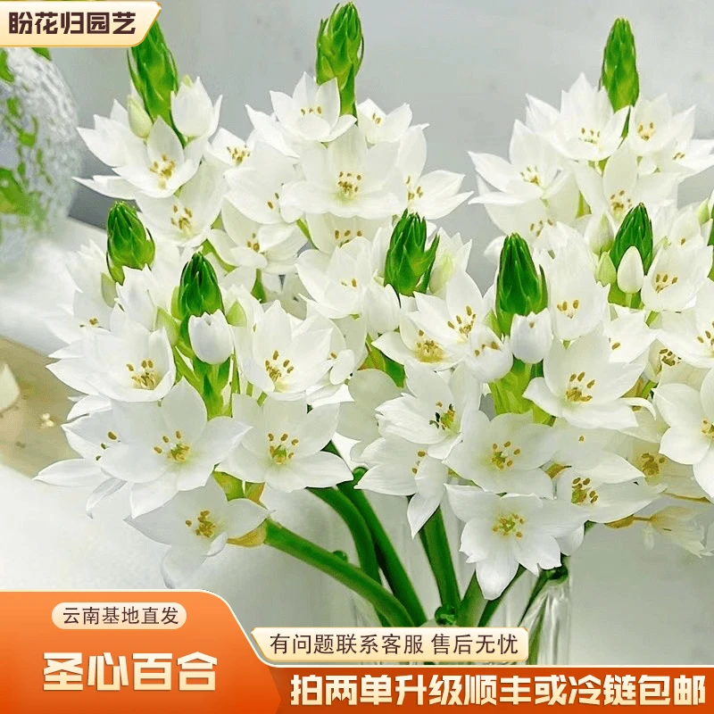 【圣心百合鲜花】新鲜采摘鲜花赠营养液（拍两单升级顺丰或冷链包邮）