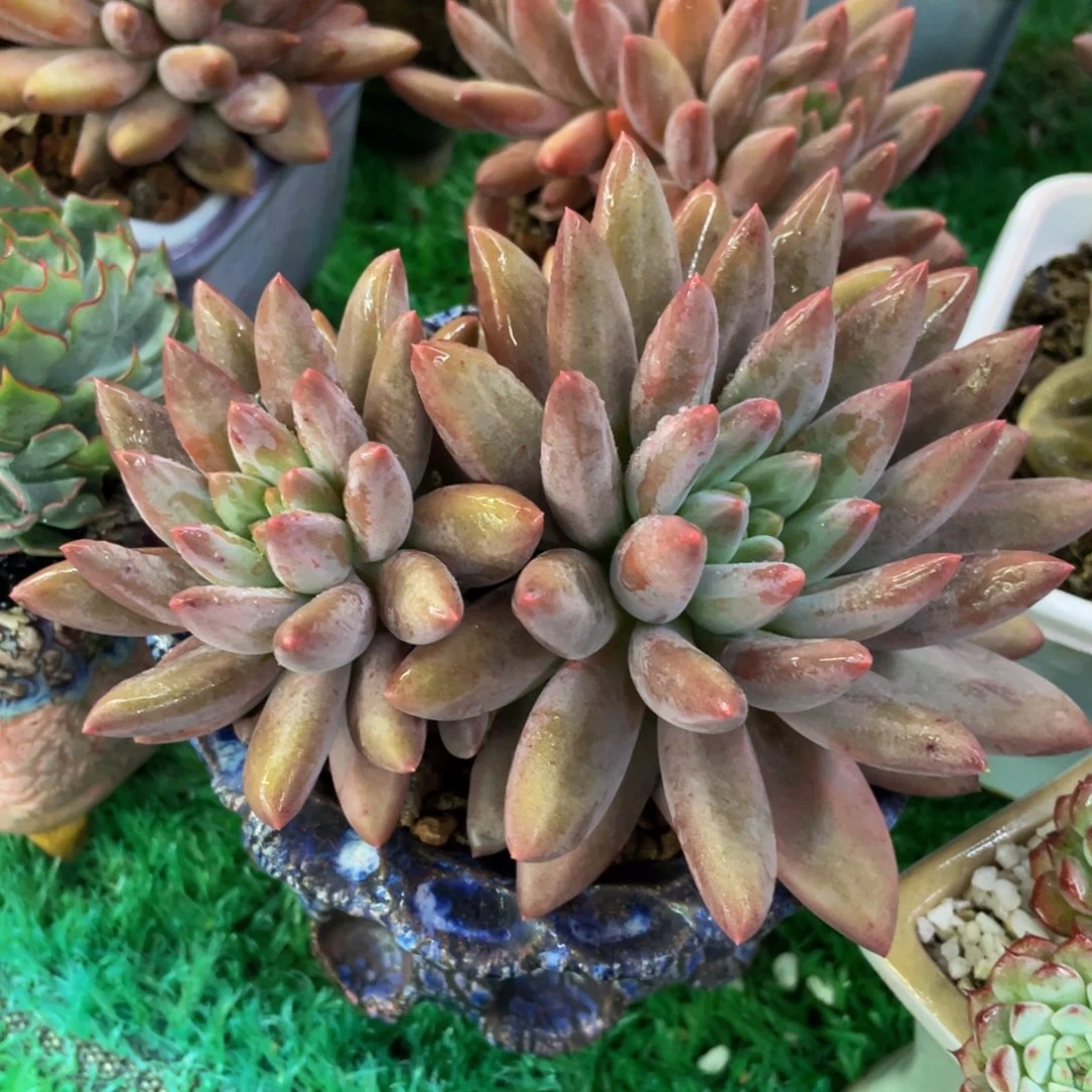 多肉植物盆栽多肉