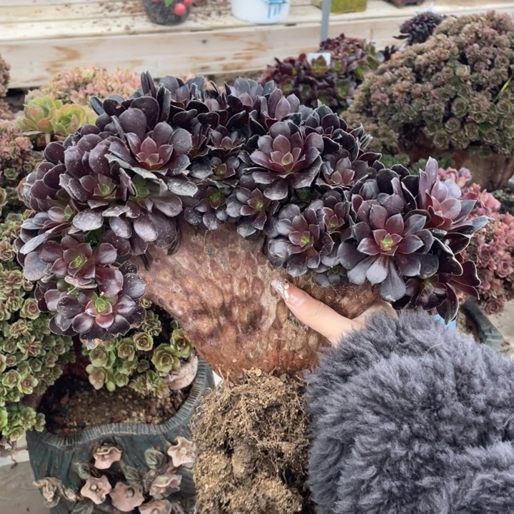 多肉葡萄和大白萝卜在家里是