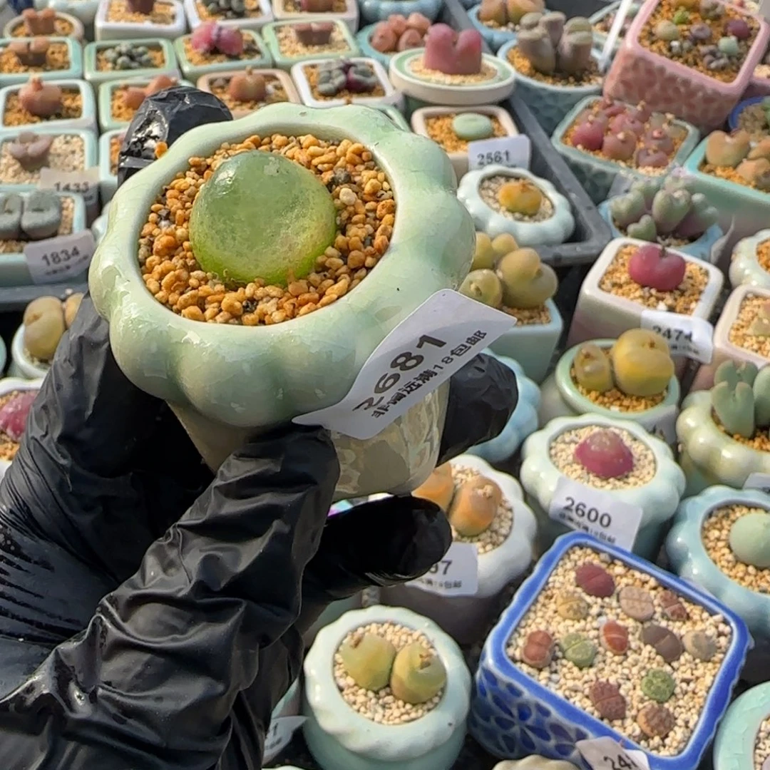 2681-一物一拍 带盆