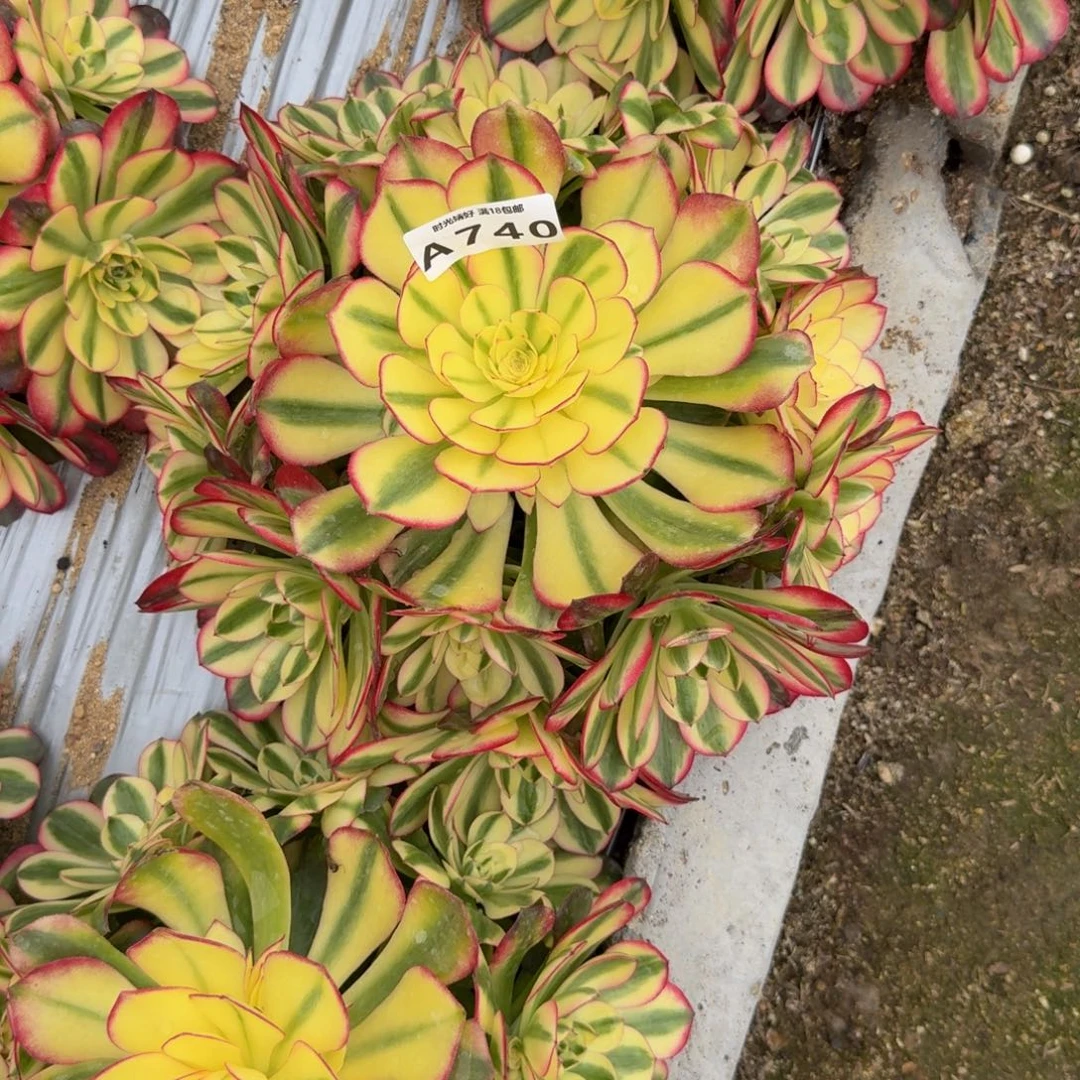 740荔枝 多肉植物