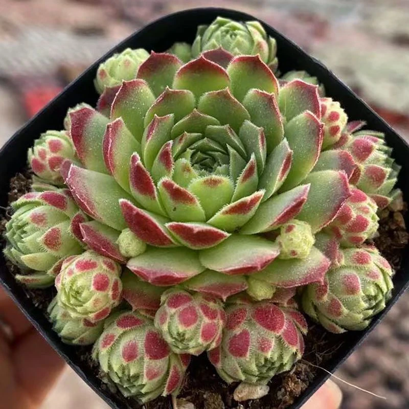 【满9.9包邮】爱德华的球6.5㎝盆多肉植物以直播间展示为主