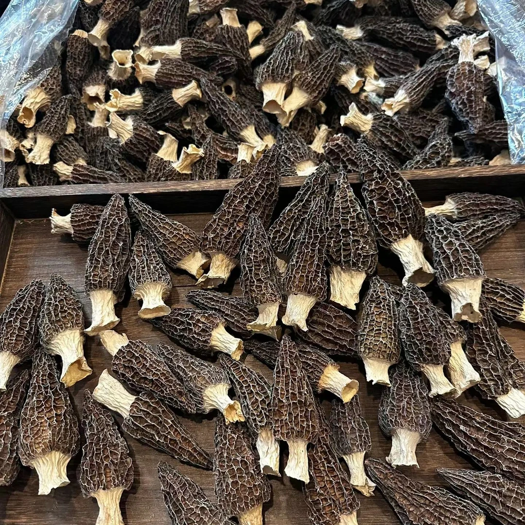 高山小羊肚菌干货营养美特产云南高山羊肚菌菇食材不剪柄