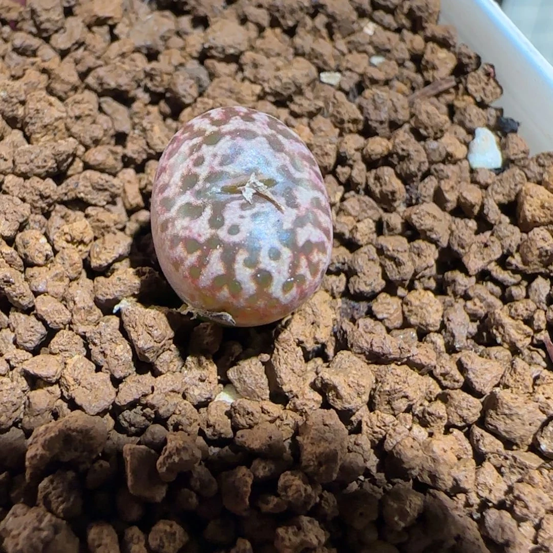 肉锥多肉植物组合-豹纹1685