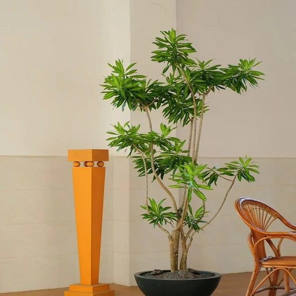 老桩百合竹  直播间一物一拍链接