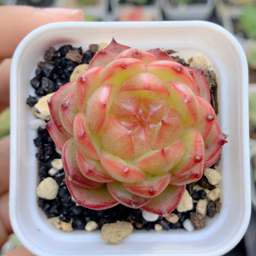 58包邮  群生不包整91