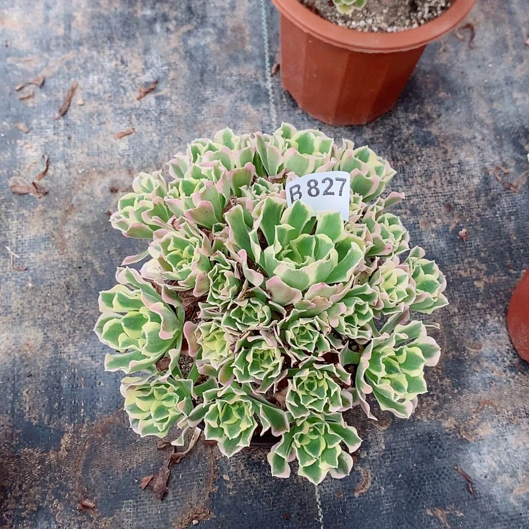 天***露白凤827多肉11111