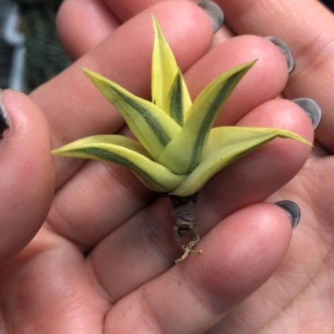 龙城锦哈哈哈哈哈哈哈