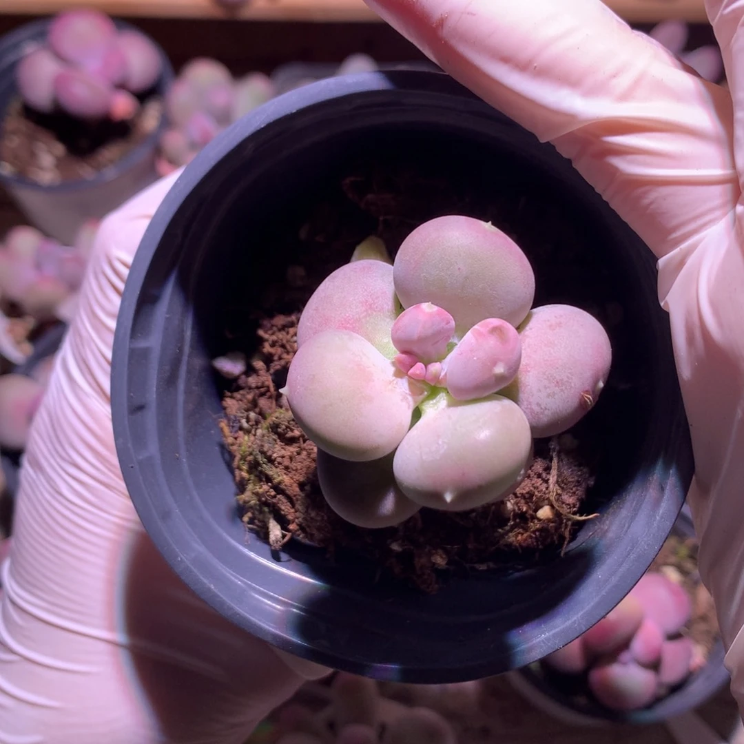 小屁桃奶酪多肉小屁桃