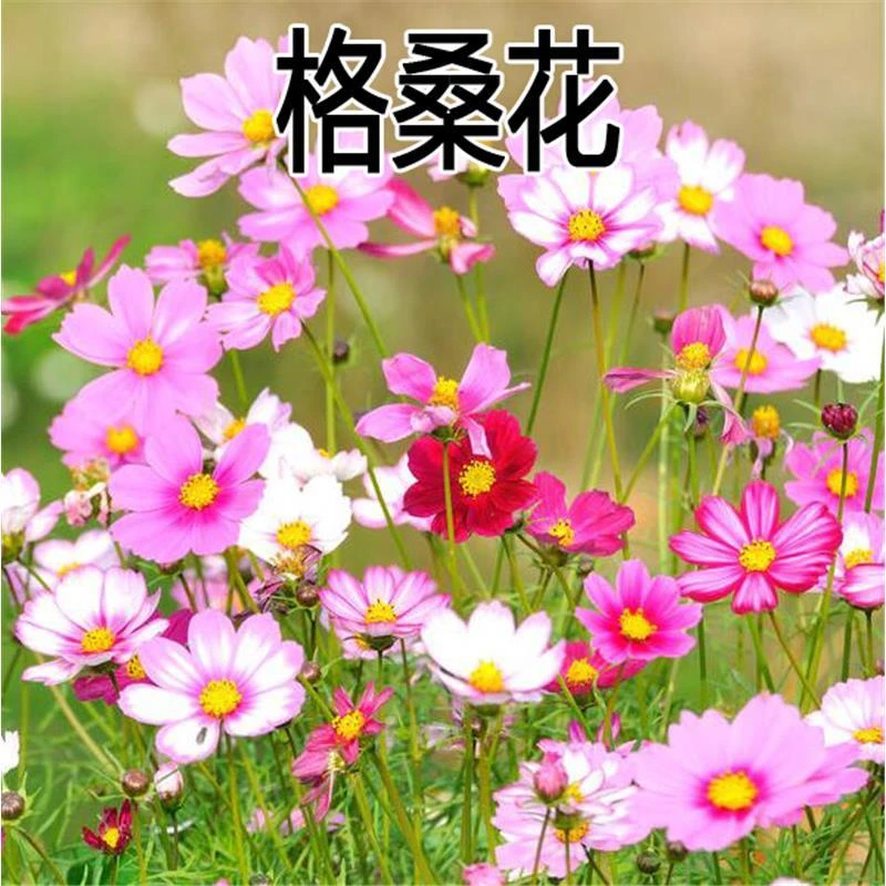 【格桑花种子】种混色七彩波斯菊种子花种子易活开花不断种植