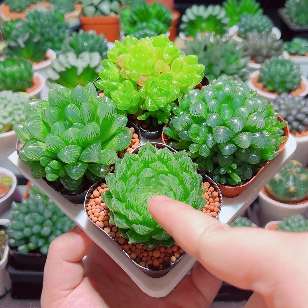 樱水晶姬玉露群雪花水晶草原盆土