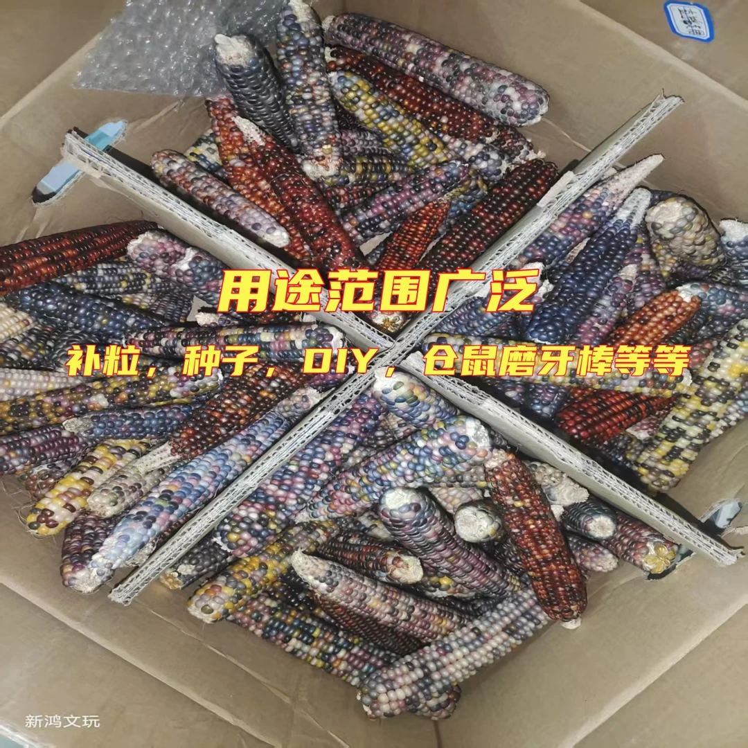 文玩玉米按斤发七彩宝石玉米仓鼠磨牙DIY补粒随机发