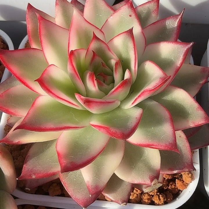 吉赛尔锦多肉锦植物