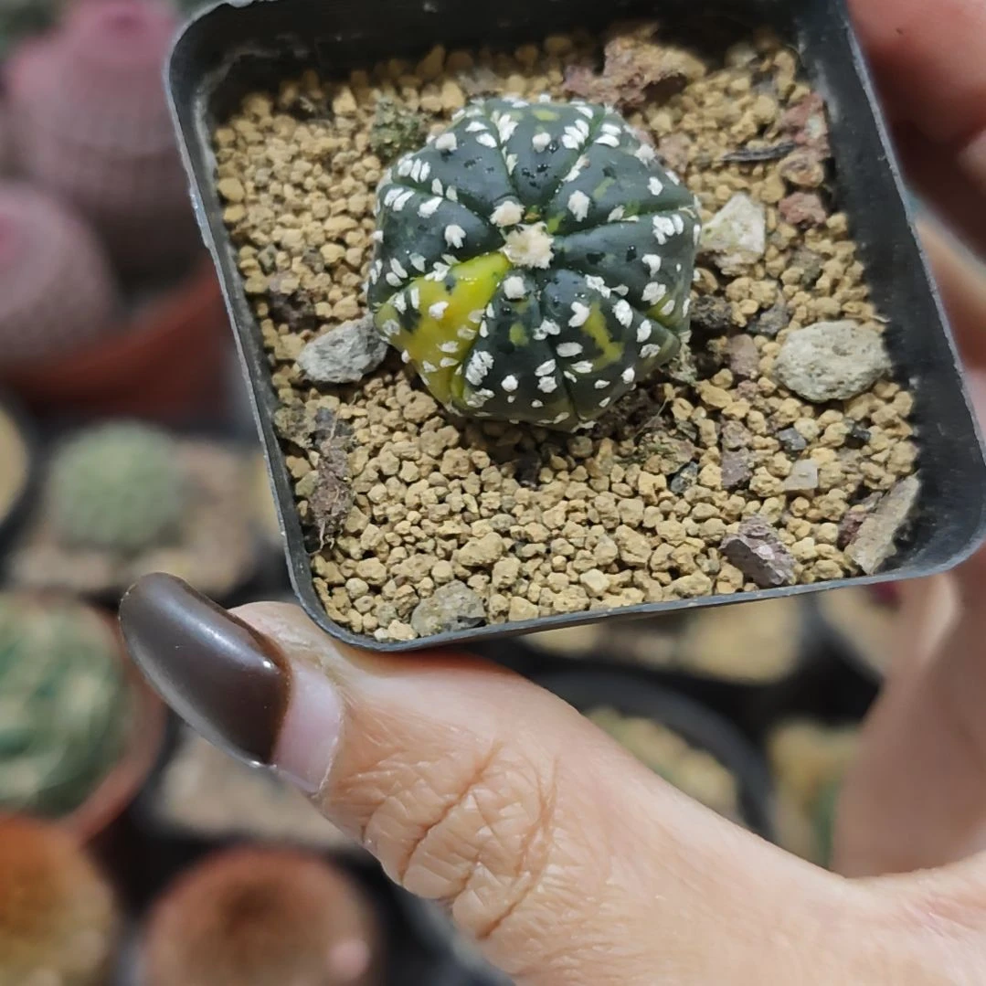 福利实生根雪花兜锦