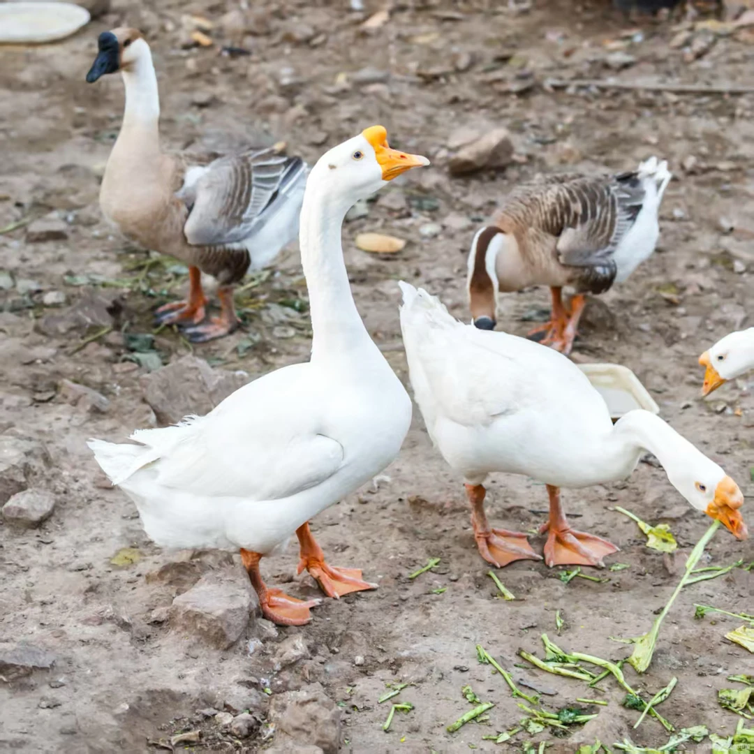 白色   鹅一斤以上    宠物鸭   产蛋王  顺丰包邮送货上门