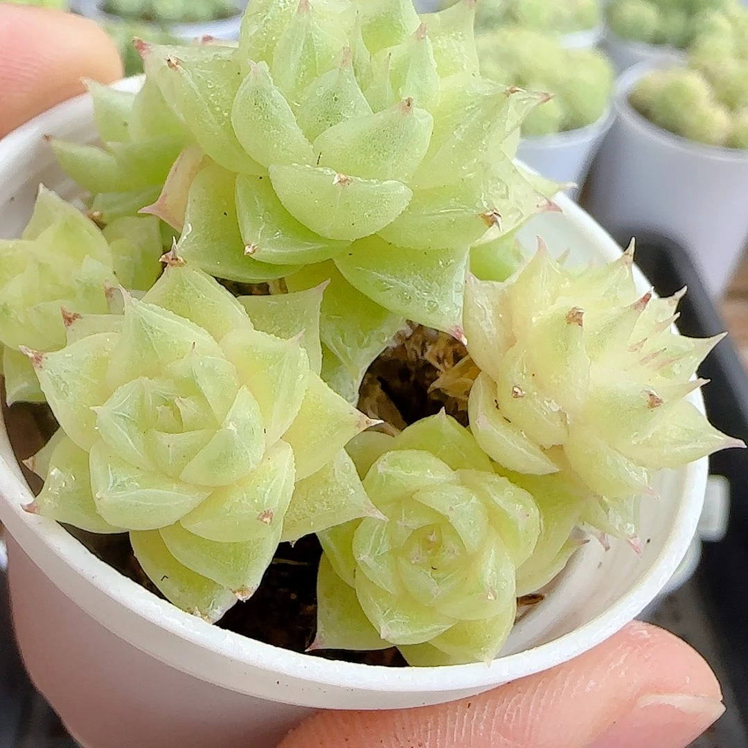 【闪购商品】0916-74下播福利麦杆
