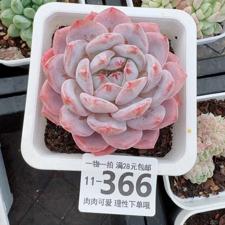 橙梦露无盆土发货无