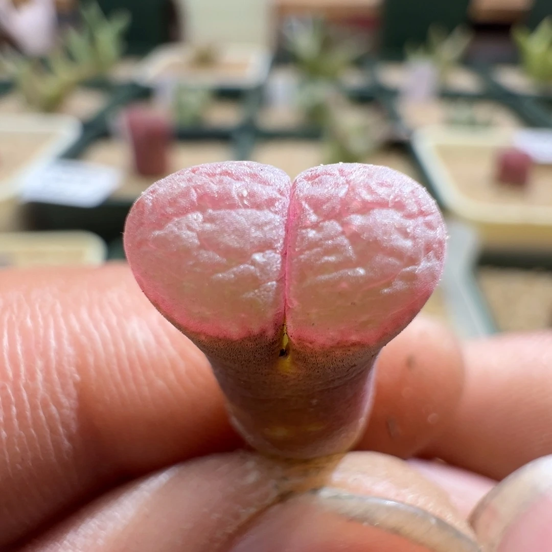 279优选pnsp小个体一颗