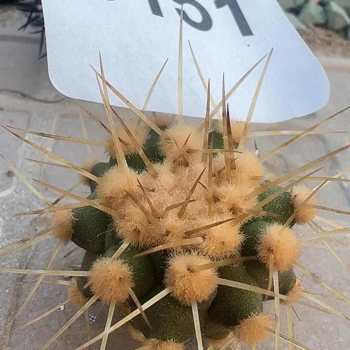 龙鳞丸。一代侧。