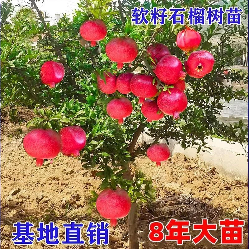 大红袍软籽石榴树树苗特大盆栽庭院种植突尼斯石榴苗当年结果树苗