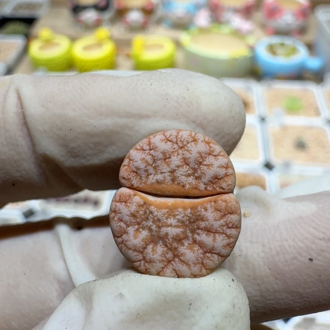 生***己0630-36生石花花花花