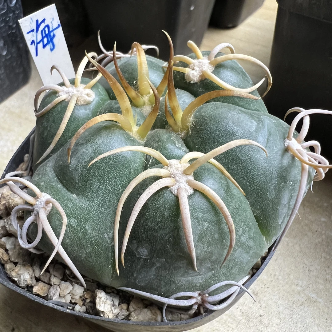 冢原海王实生一物一拍仙人球多肉植物绿植盆栽卧牛
