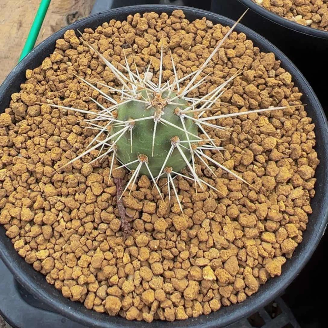 团扇多肉植物带盆土